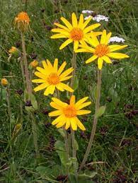 Flower, Plant, Petal, Botany, Yellow, Grass, Herbaceous plant, Annual plant, Daisy family, Forb