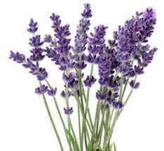 Flower, Plant, Purple, Lavender, Flowering plant, Terrestrial plant, Fernleaf lavender, Subshrub, Egyptian lavender, French lavender