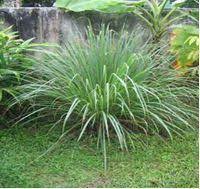 Plant, Grass, Terrestrial plant, Groundcover, Natural landscape, Flowering plant, Shrub, Landscape, Grassland, Subshrub