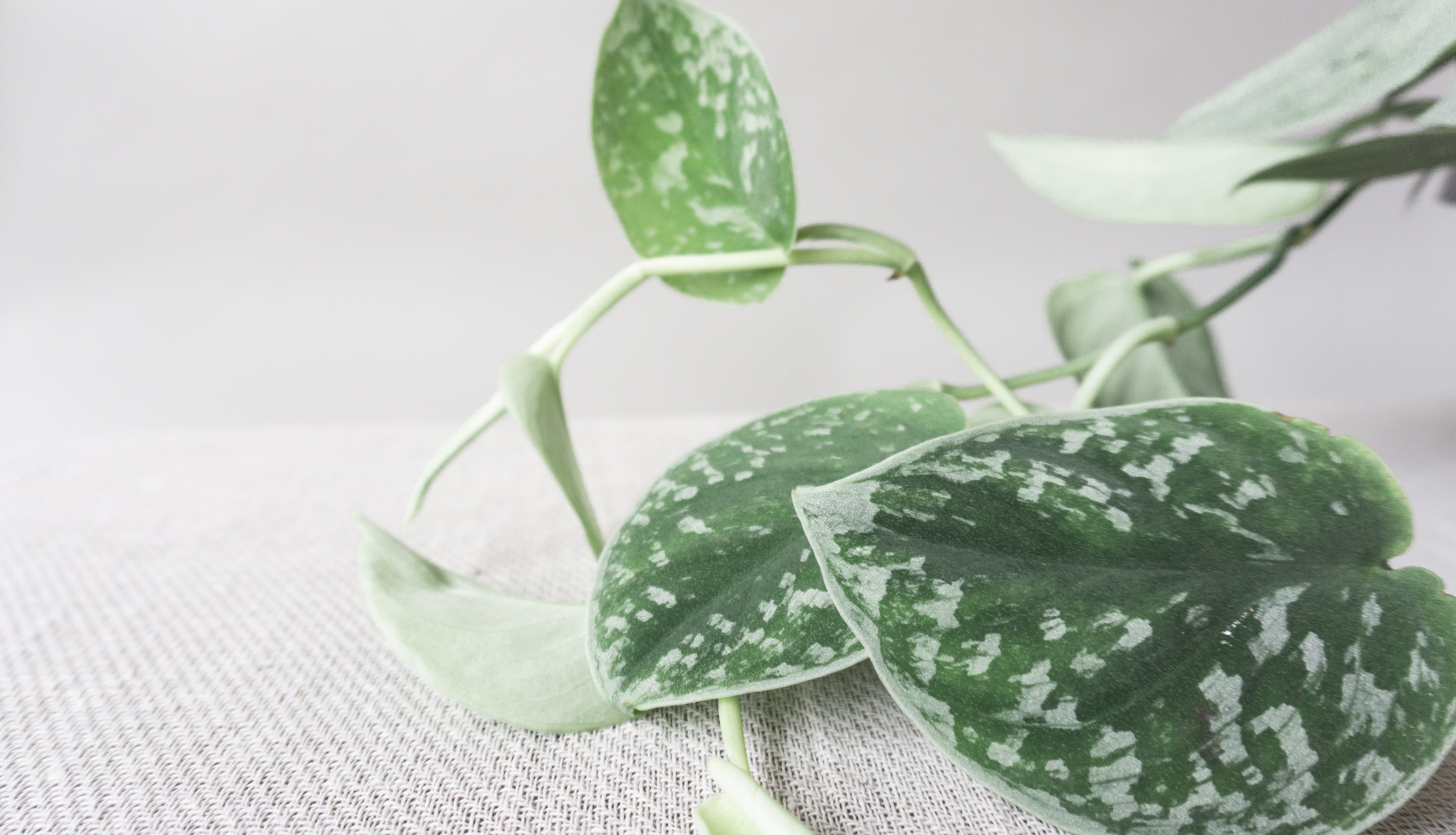 Satin Pothos House Plants By Leaf Envy