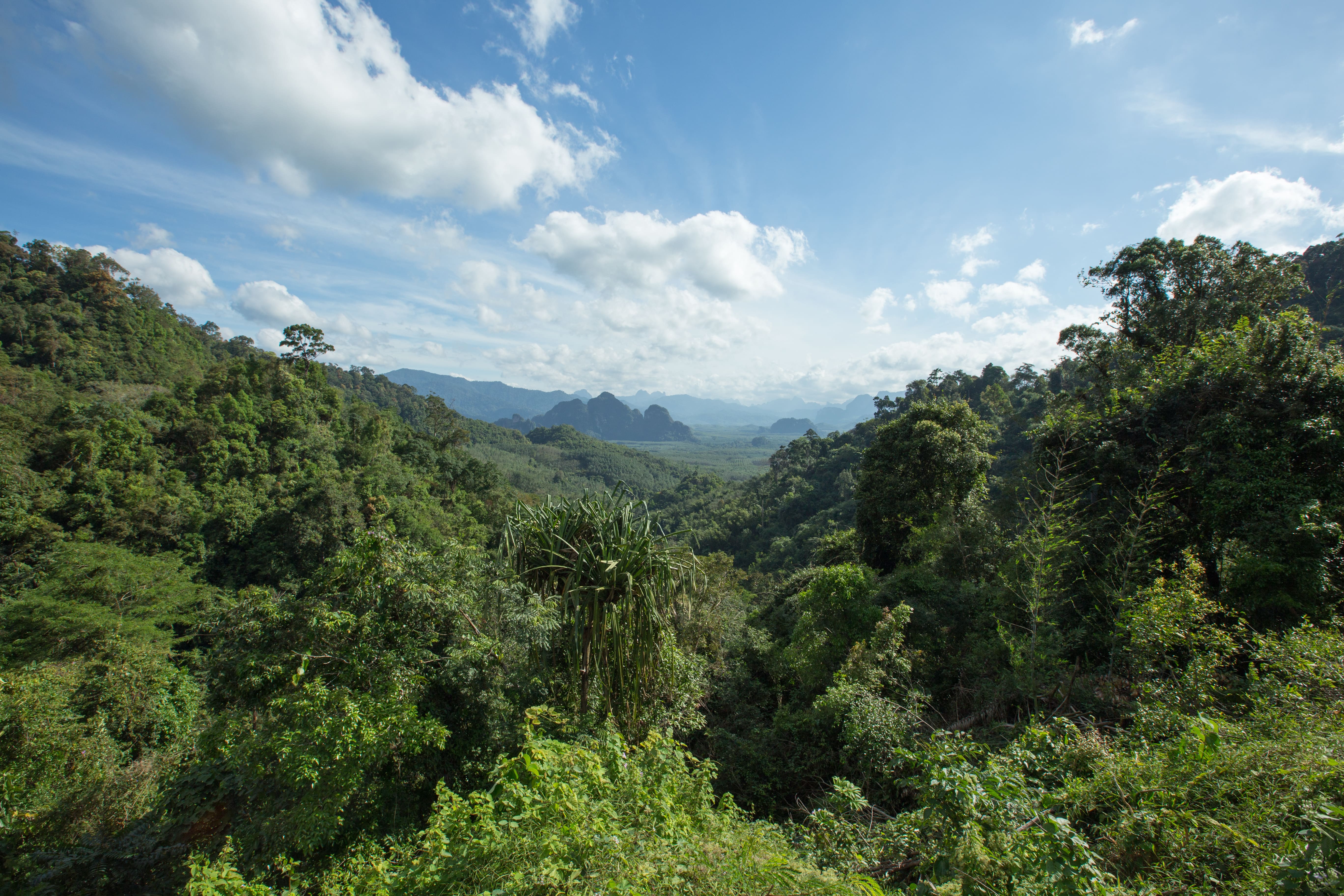 Southern Thailand Rain Forest Mini Monstera