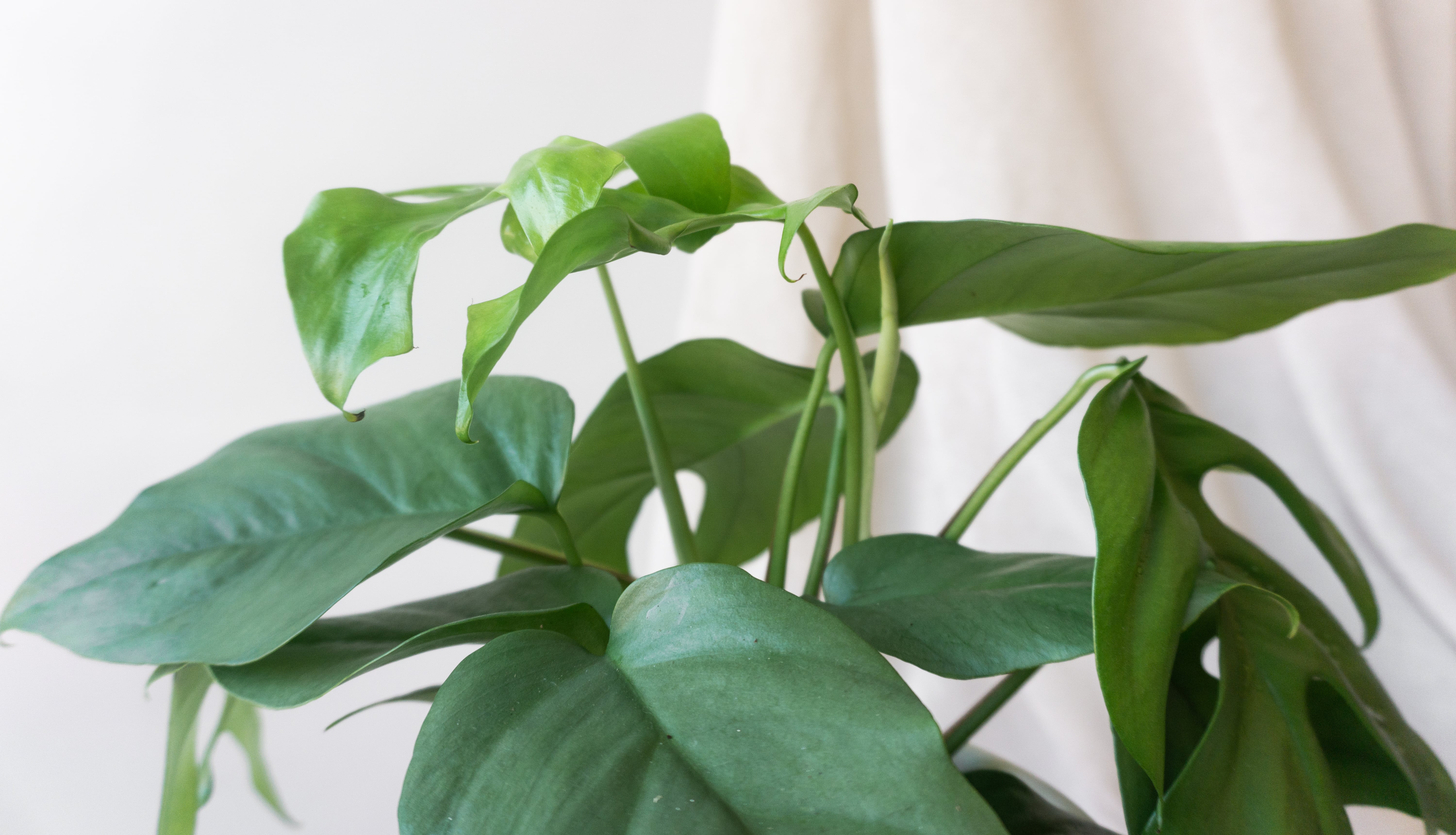 Mini Monstera Plants By Leaf Envy