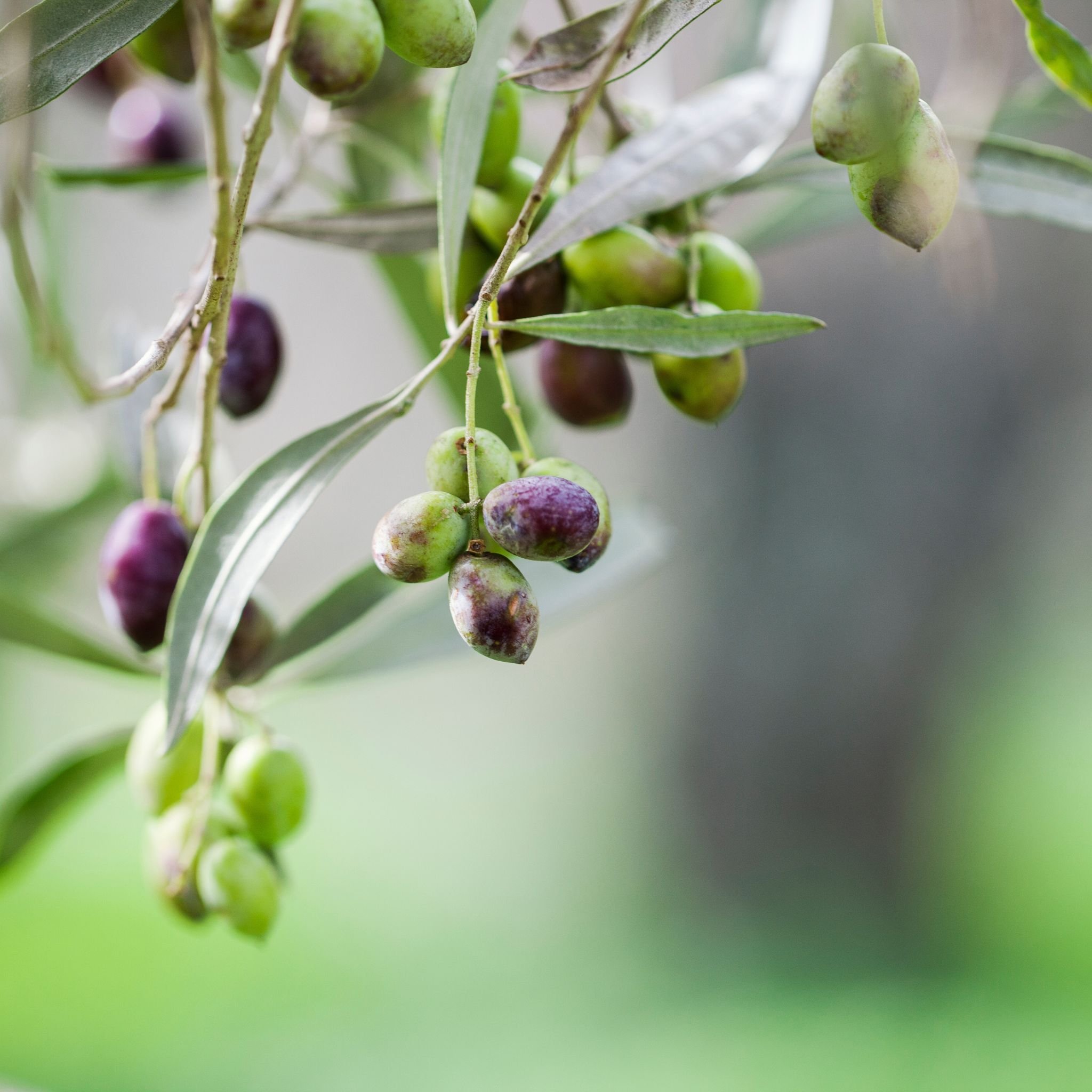 Pure Greek Olive & Olive Blossom Körperseife Thumbnail 3