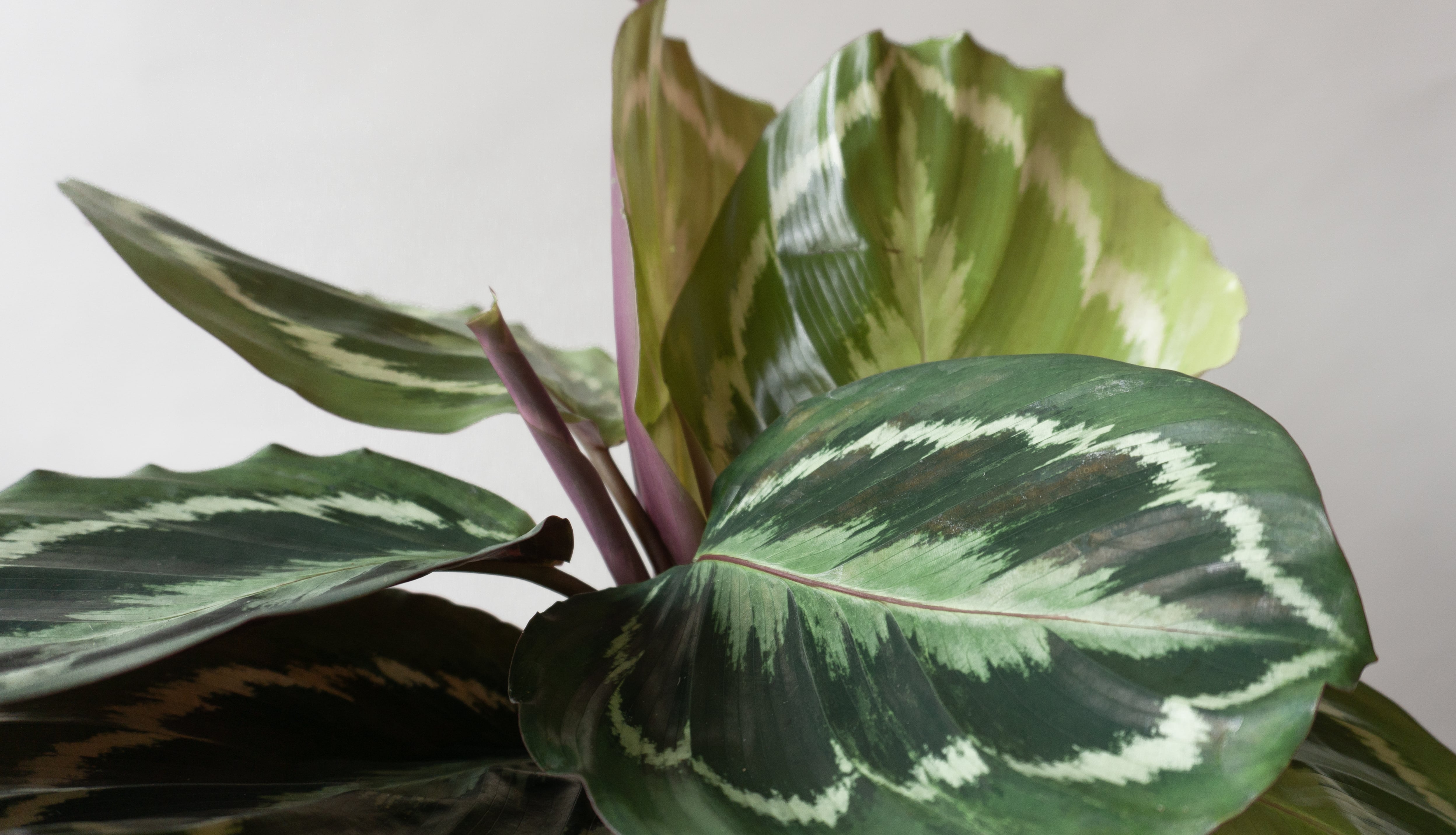 Calathea Medallion Houseplants By Leaf Envy