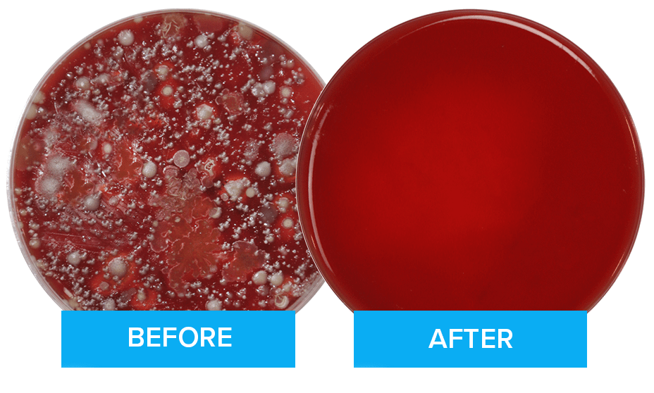 A petri dish with bacteria grown from a phone sample followed by a clean petri dish from a phone sample after using PhoneSoap.