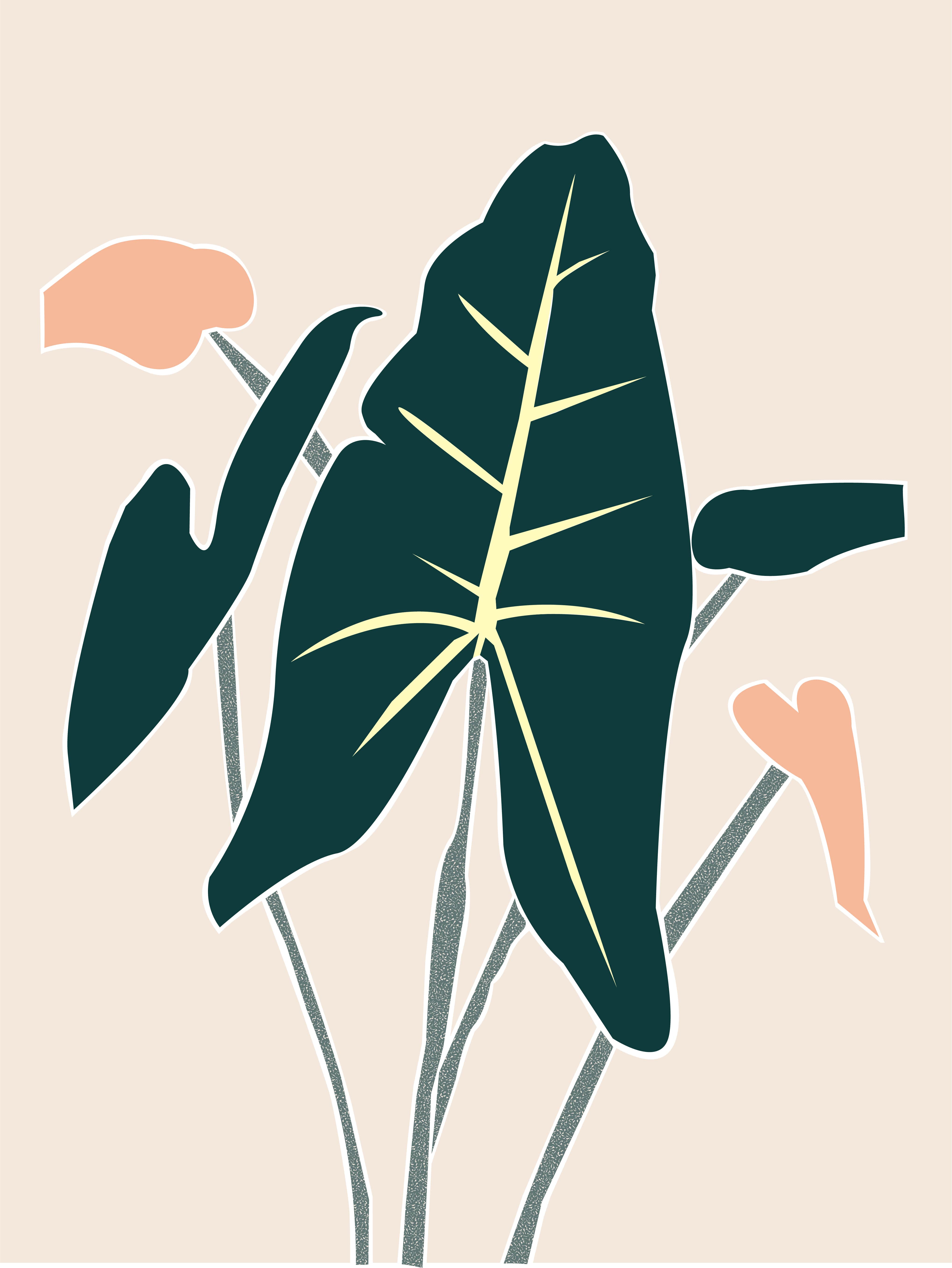 Plant care tips by Leaf Envy Alocasia Zebrina light, watering, humidity, fertiliser requirements