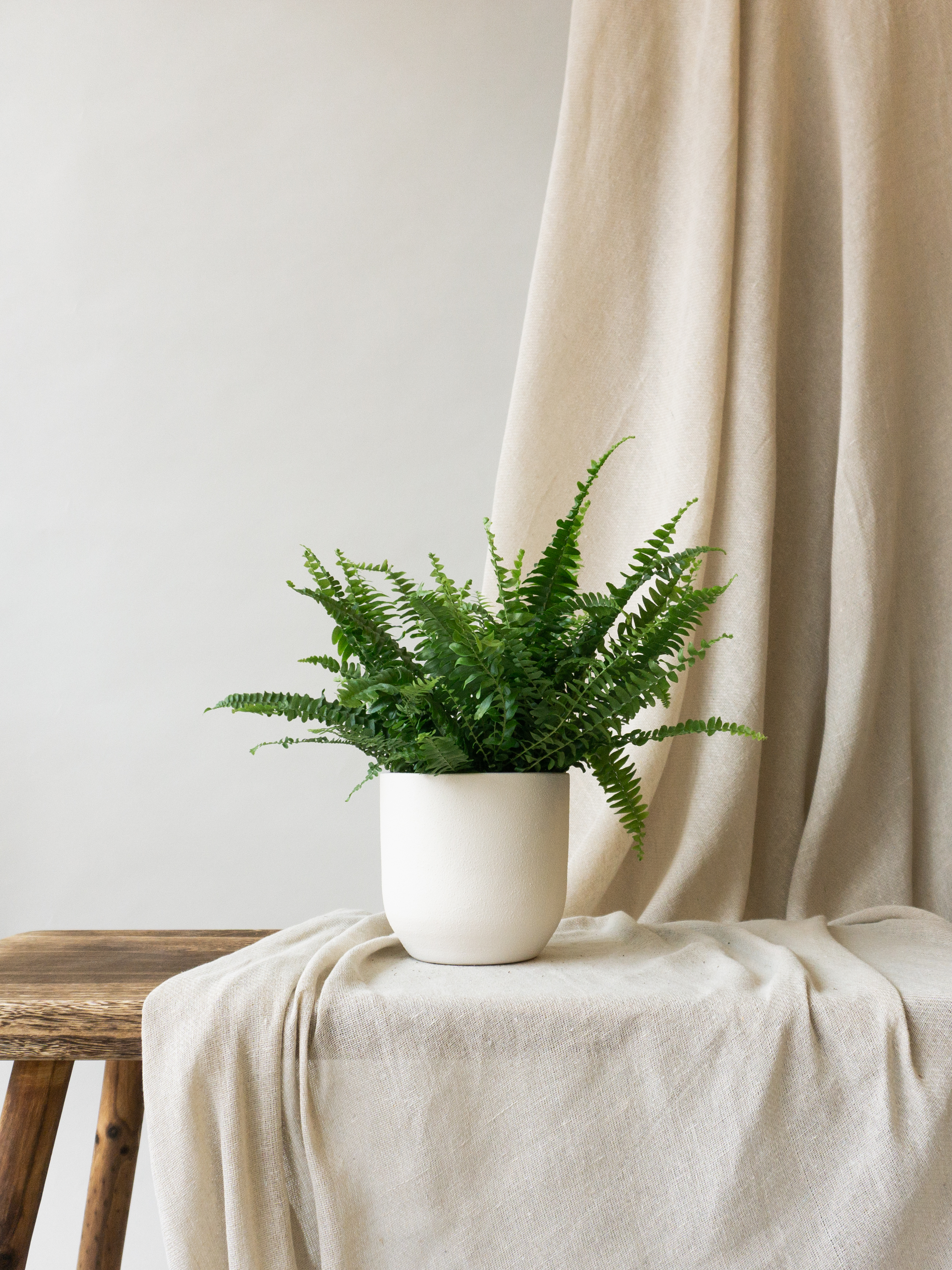 Plant care tips by Leaf Envy  Boston Fern light, watering, humidity, fertiliser requirements