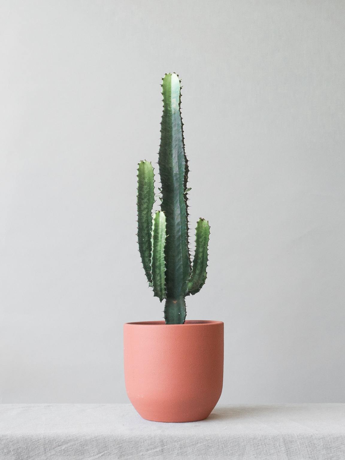 Plant care tips by Leaf Envy  Cactus