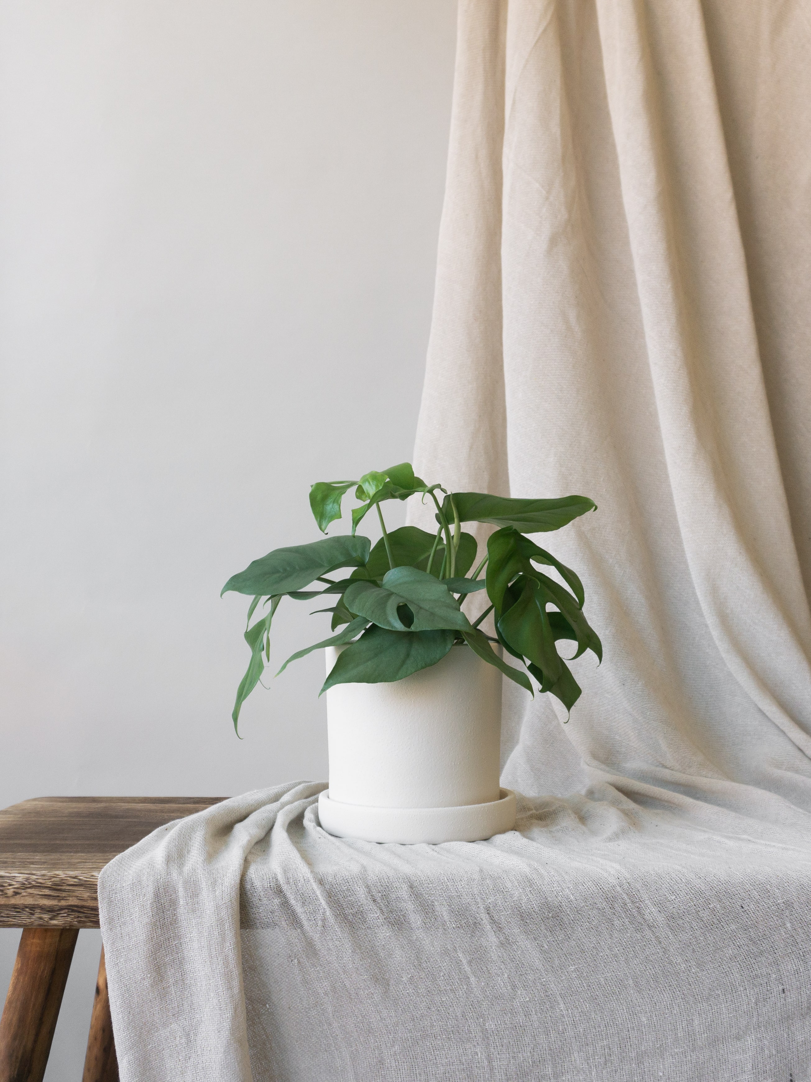 Plant care tips by Leaf Envy Mini Monstera light, watering, humidity, fertiliser requirements