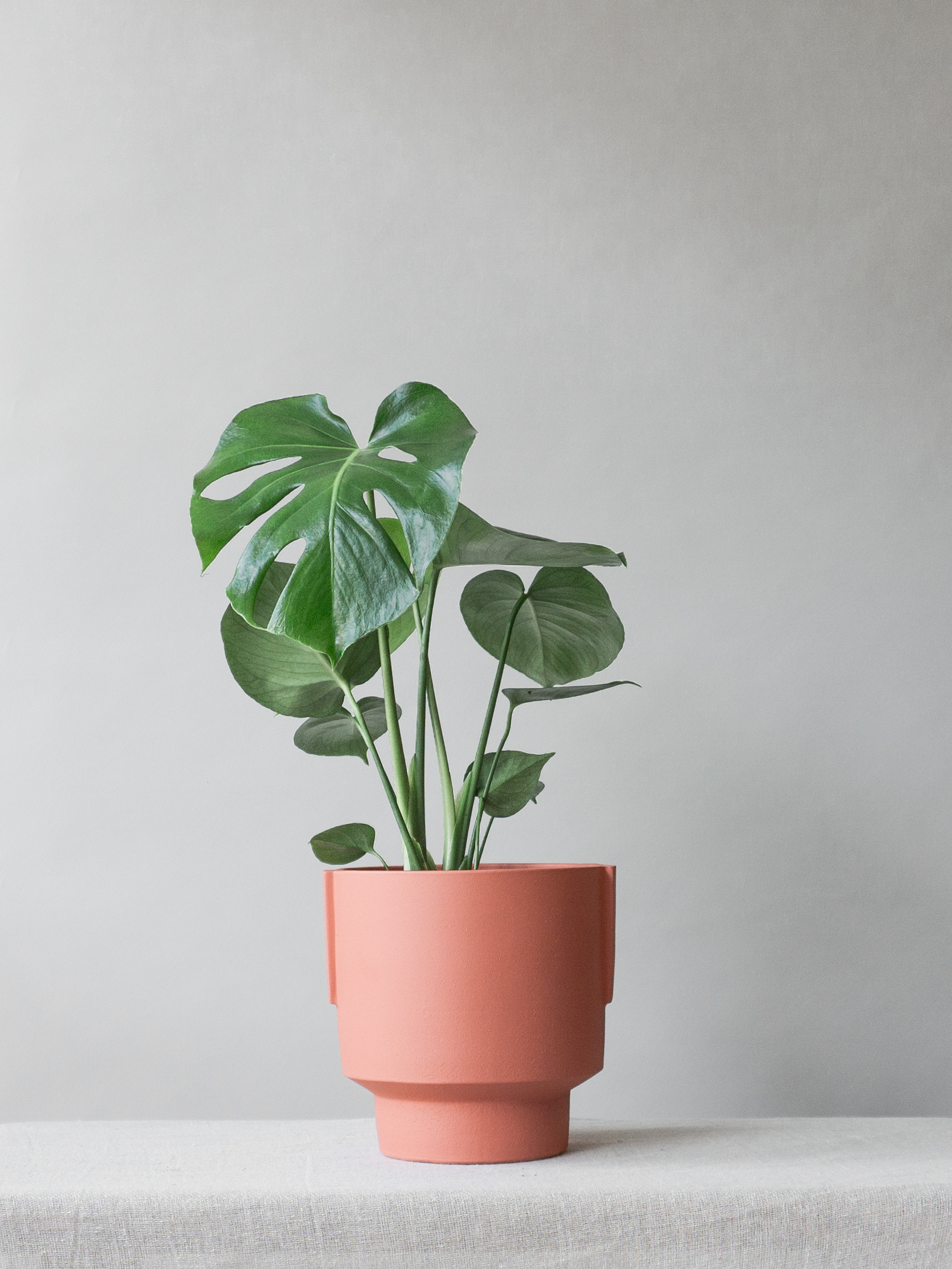 Plant Care tips by Leaf Envy  Monstera Deliciosa  Light, watering, humidity, fertiliser, troubleshooting