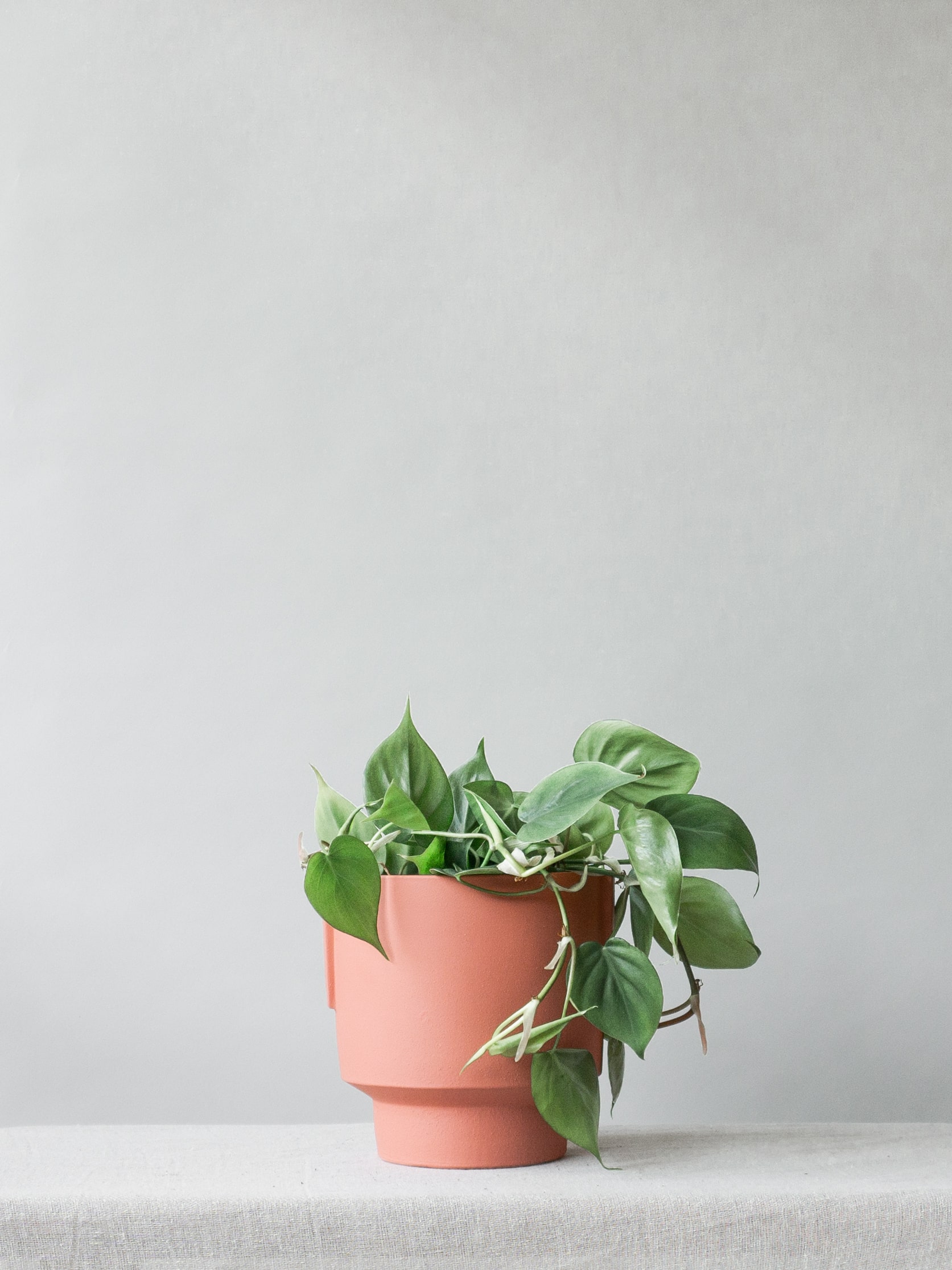 Plant care tips by Leaf Envy Philodendron Scandens light, watering, humidity, fertiliser requirements