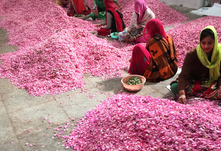 The famous pushkar roses. Photos © Aimee Thompson c/o Megan Morton. 