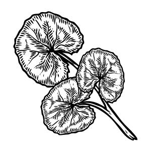 Centella Asiatica leaf rich in madecassic acid for healing wounds and soothing sensitive skin.