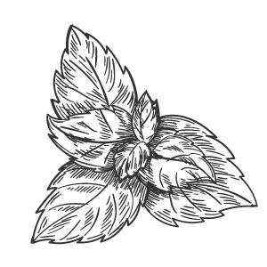 Peppermint Oil reduces fatigue, headaches, and stress while improving concentration. Balances excess oil and soothes tired, inflamed skin.