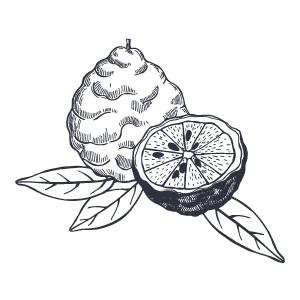 Bergamot fruit oil to soothe inflamed skin, control sebum, minimize pores, and balance oil and water levels