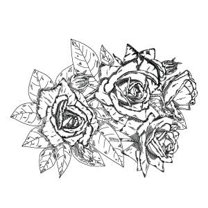 Rose flower oil to soothe sensitive and eczema-prone skin