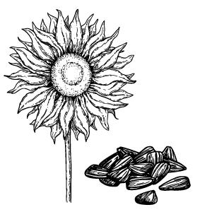 Helianthus Annuus (Sunflower) Seed Oil - rich in Vitamin A, E, and lecithin, hydrates skin, reduces wrinkles and hyperpigmentation