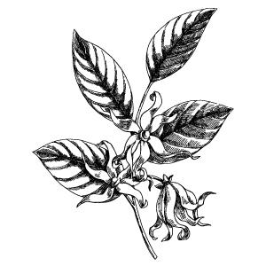 Ylang Ylang Flower Oil - calms anxiety, helps oily acne-prone skin, and slows skin aging by maintaining moisture