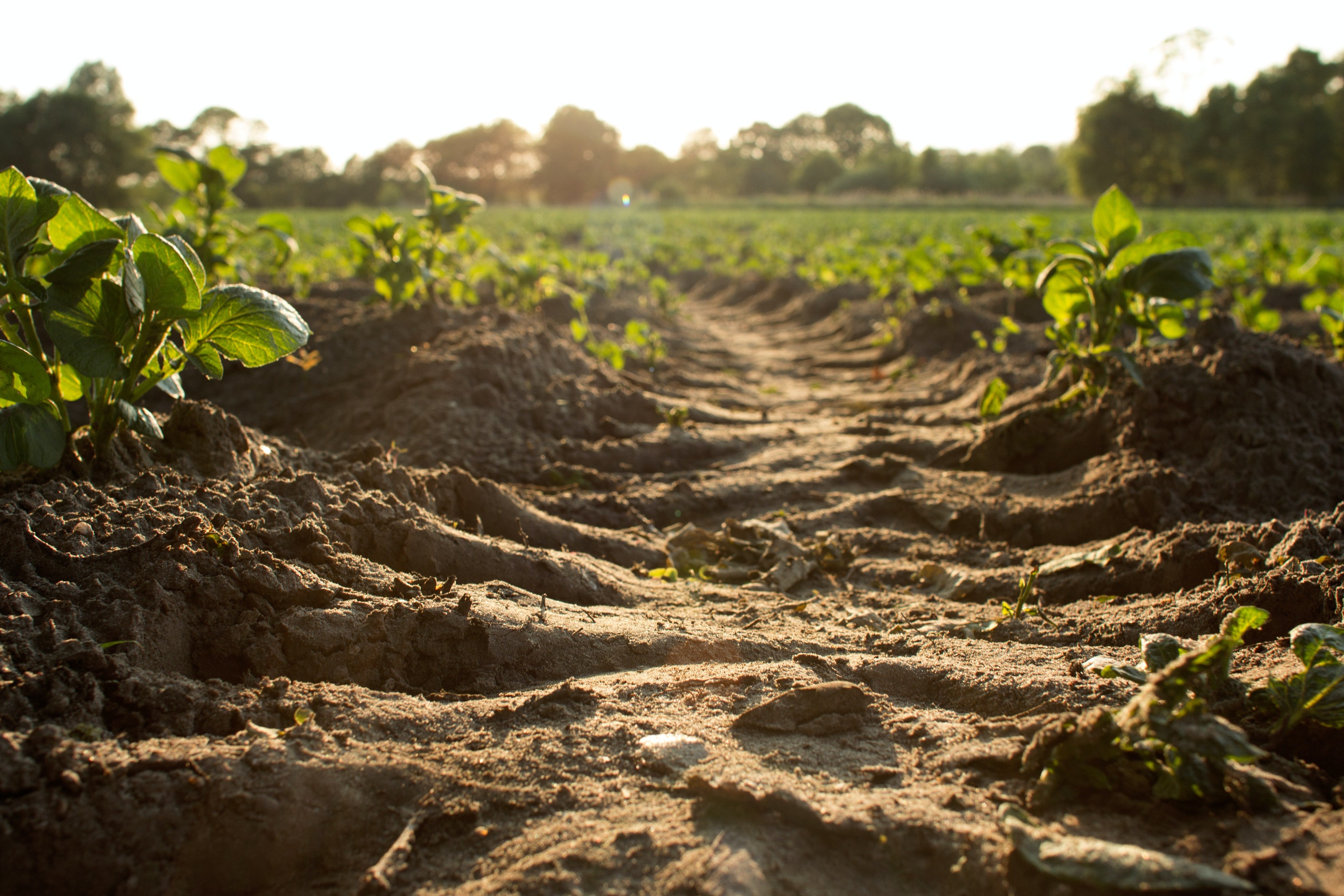 Benefits of Composting