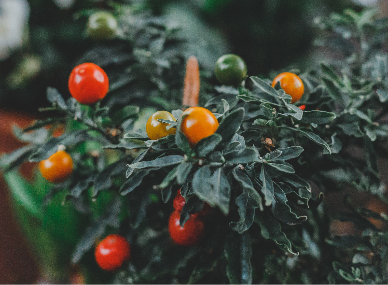 Tomatoes
