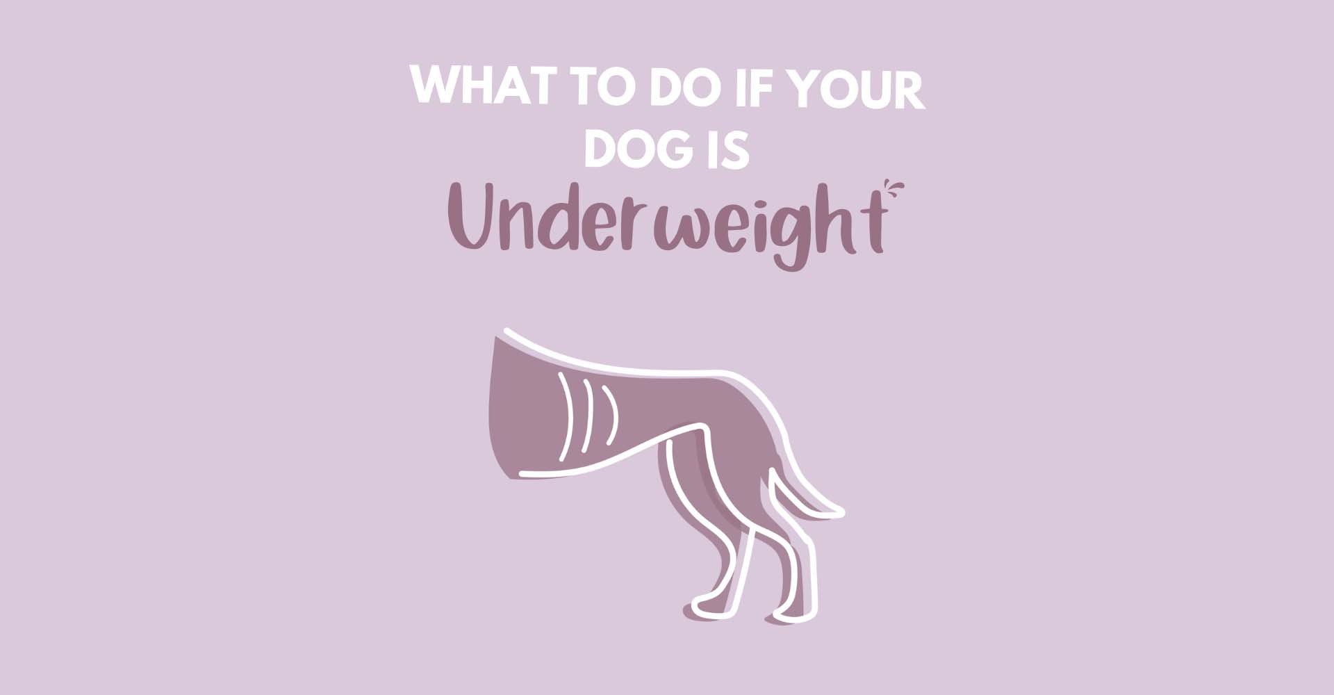 What to do if your dog is underweight… - BuddyandLola