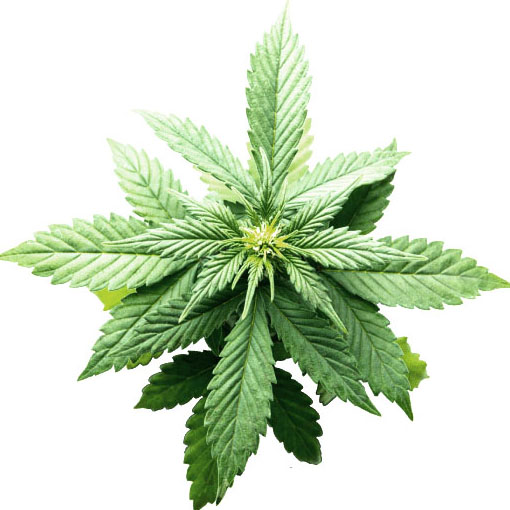 Beauty and the Boutique