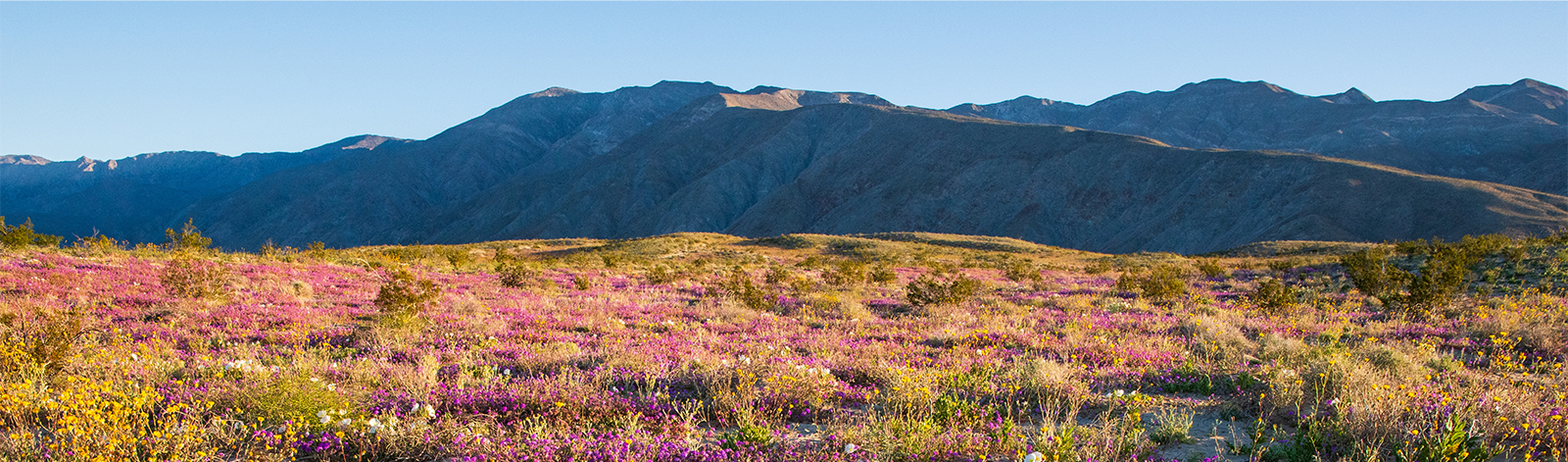 Wildflowers blooming at Anza-Borrego Desert State Park