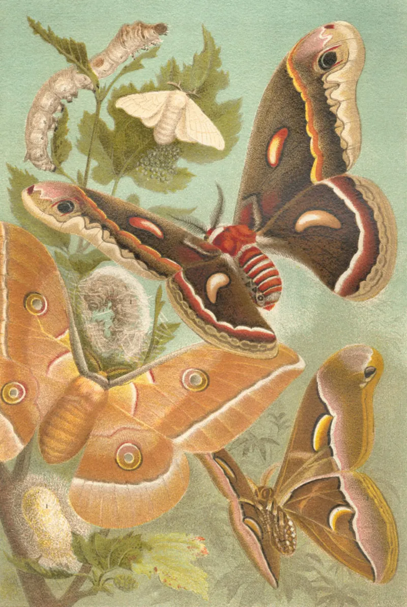 Painted illustration of silkworms flying around