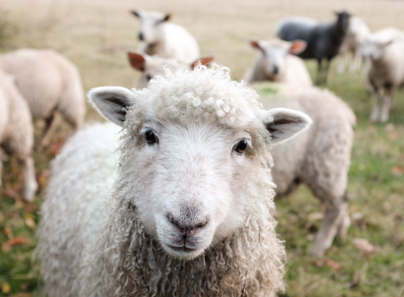 Animal Rights