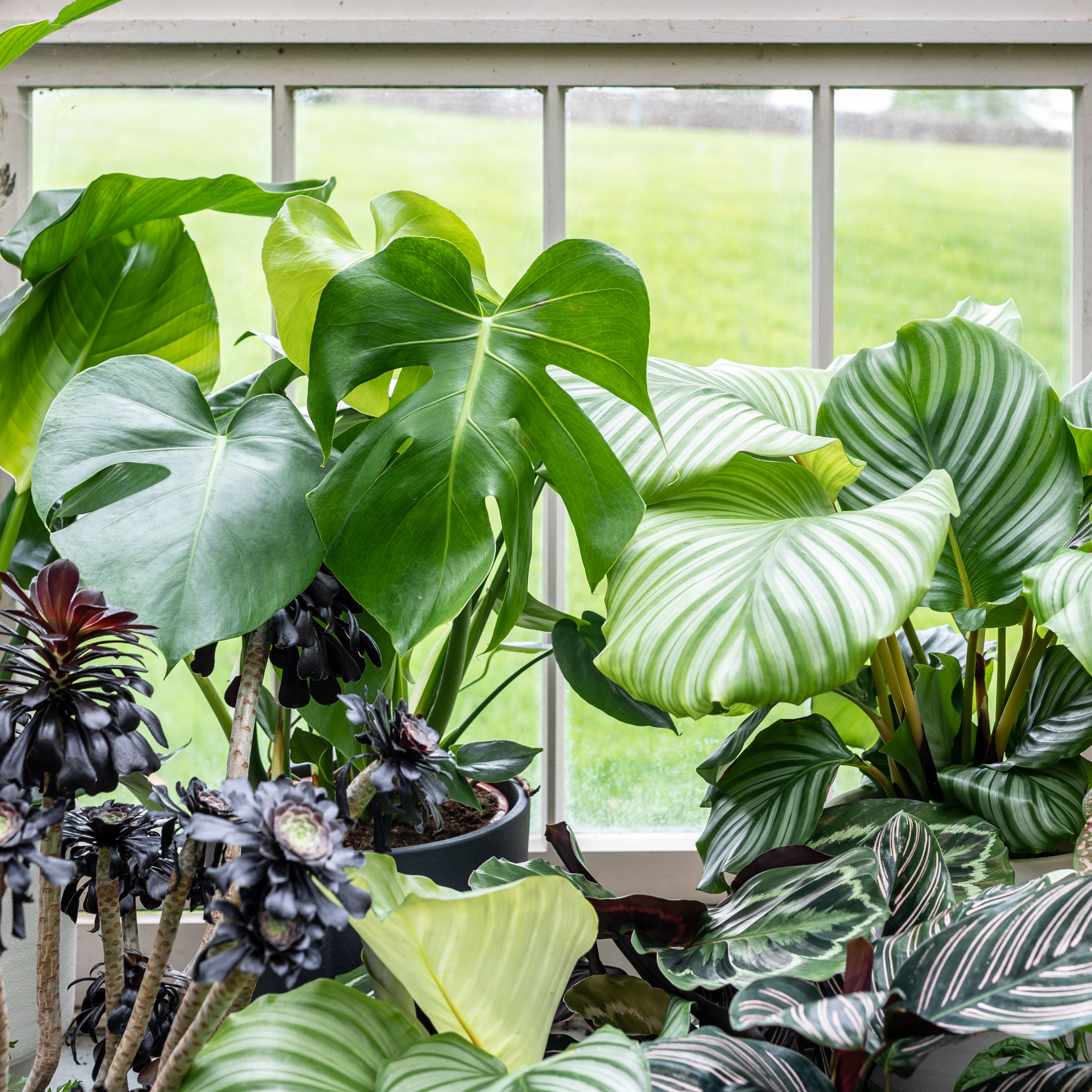 Plant care tips by Leaf Envy  Fertiliser indoor plants 
