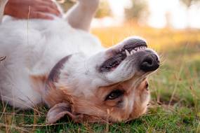 Zähneputzen beim Hund