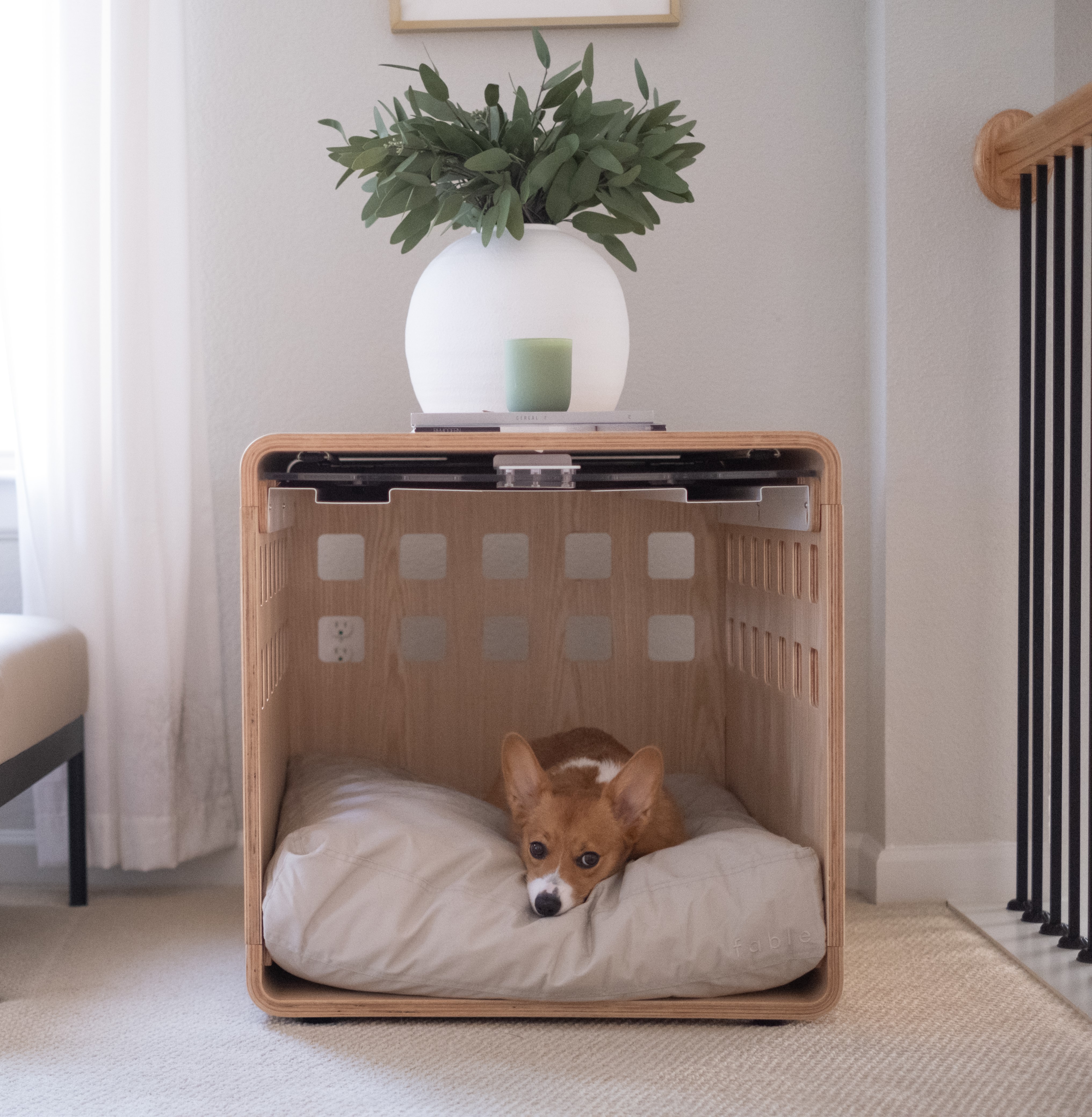 Corgi, 12lbs, uses size XS/S