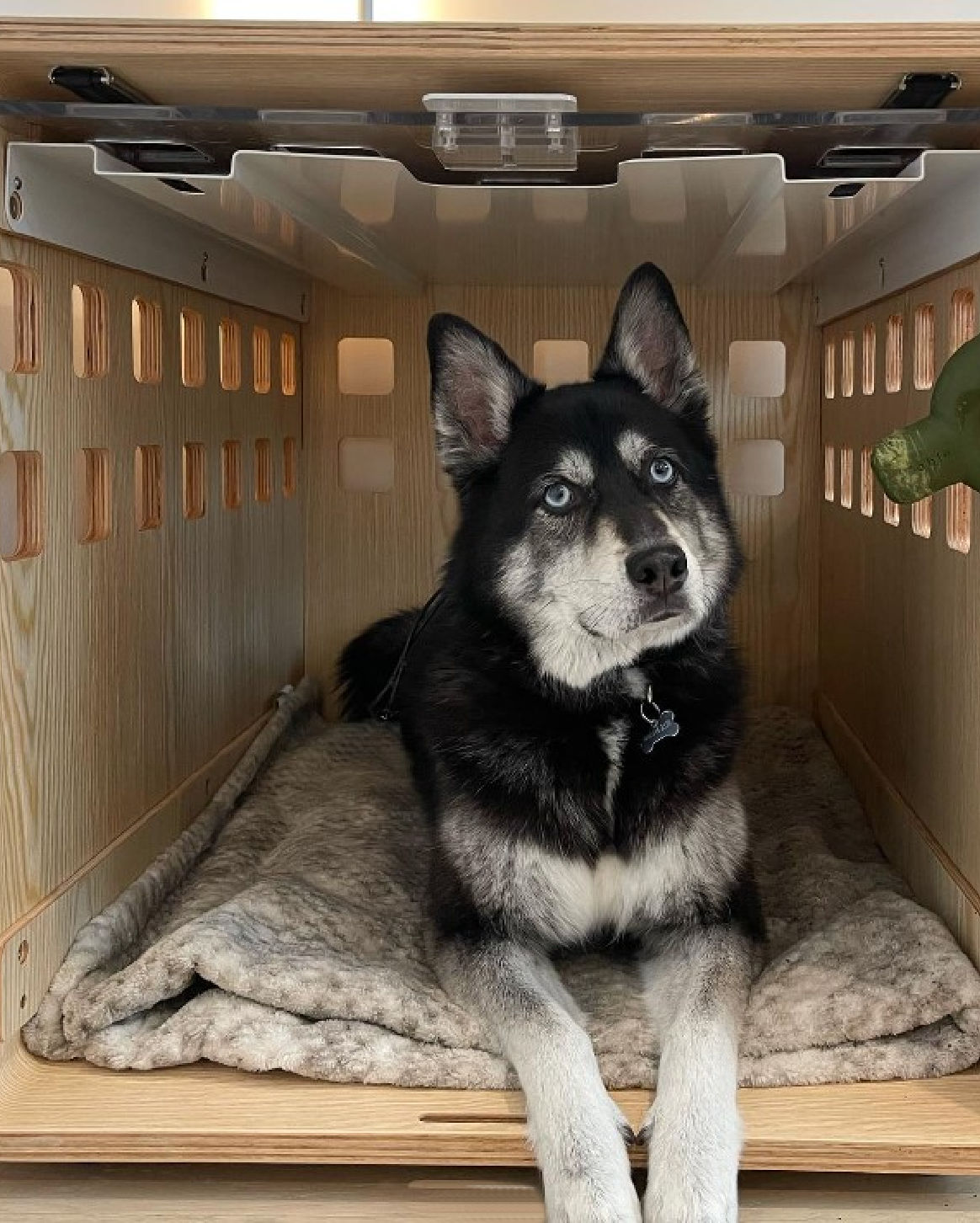 Rufus, 21kg, gebruikt maat M