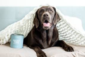 Mein Hund zittert – was steckt dahinter? Ursachen, Tipps und wie du helfen kannst