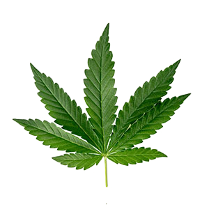 Collagen Gloves - A Manicure in a Glove™