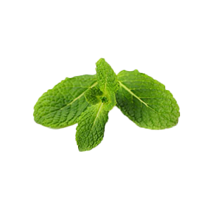 Peppermint & Herb Extracts / Single