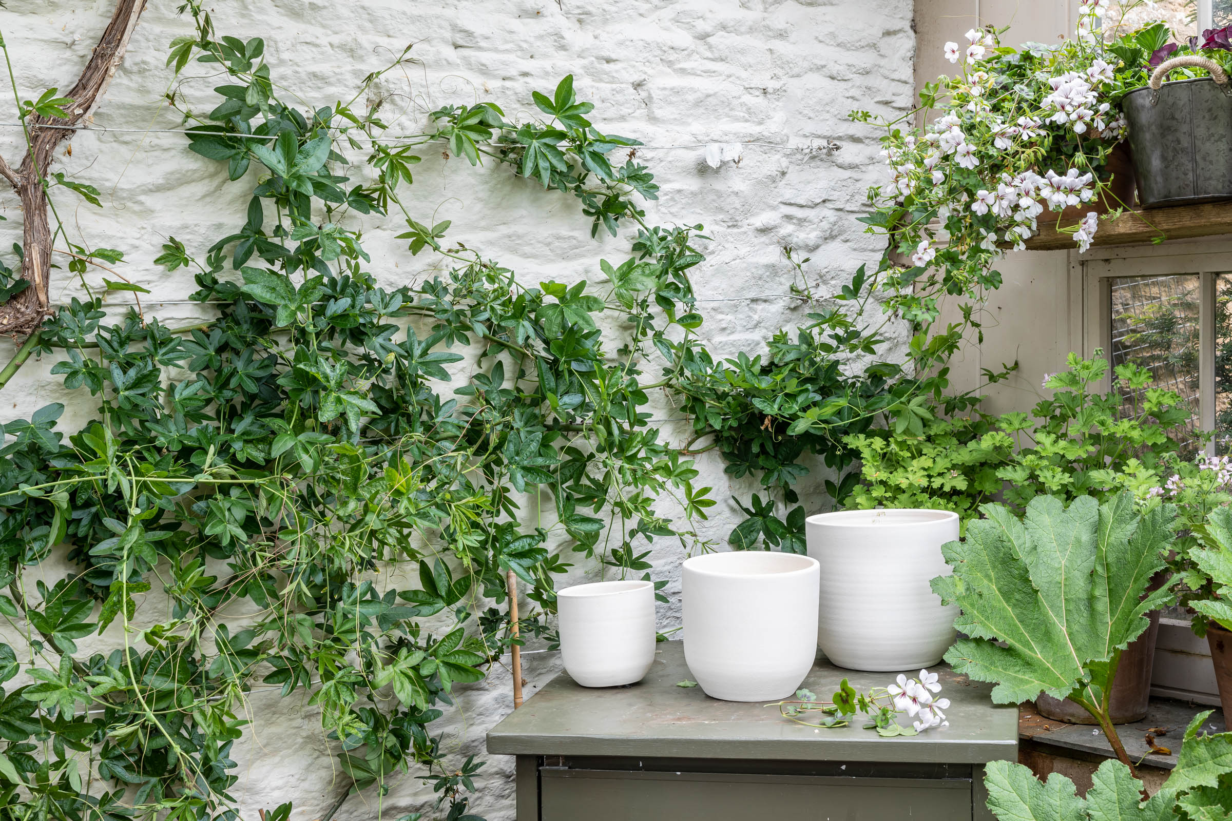 Plant care tips by Leaf Envy How to repot your plant