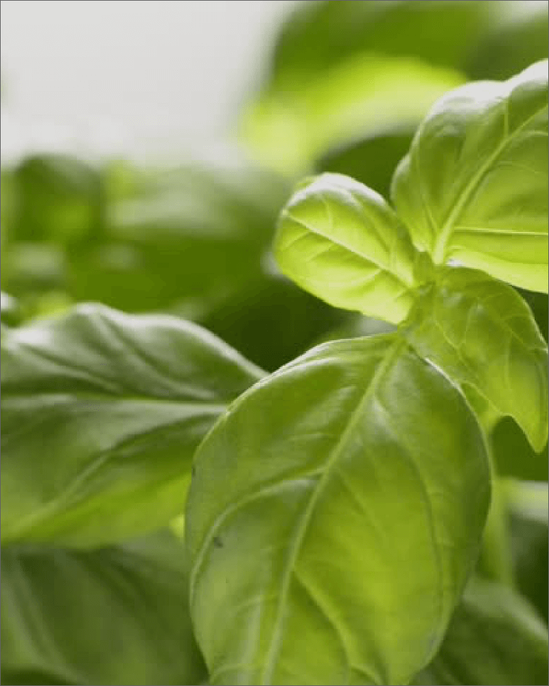 The Benefits of Basil