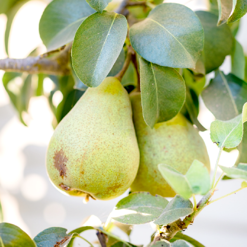 Poire