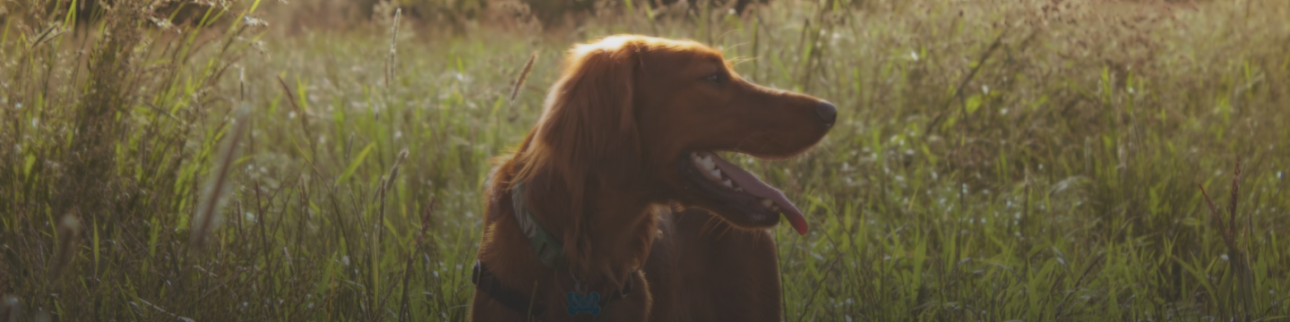 Who says pets don’t like to shop? Our pet items are made with their needs in mind, with safe & easy-to-use products created for your convenience.