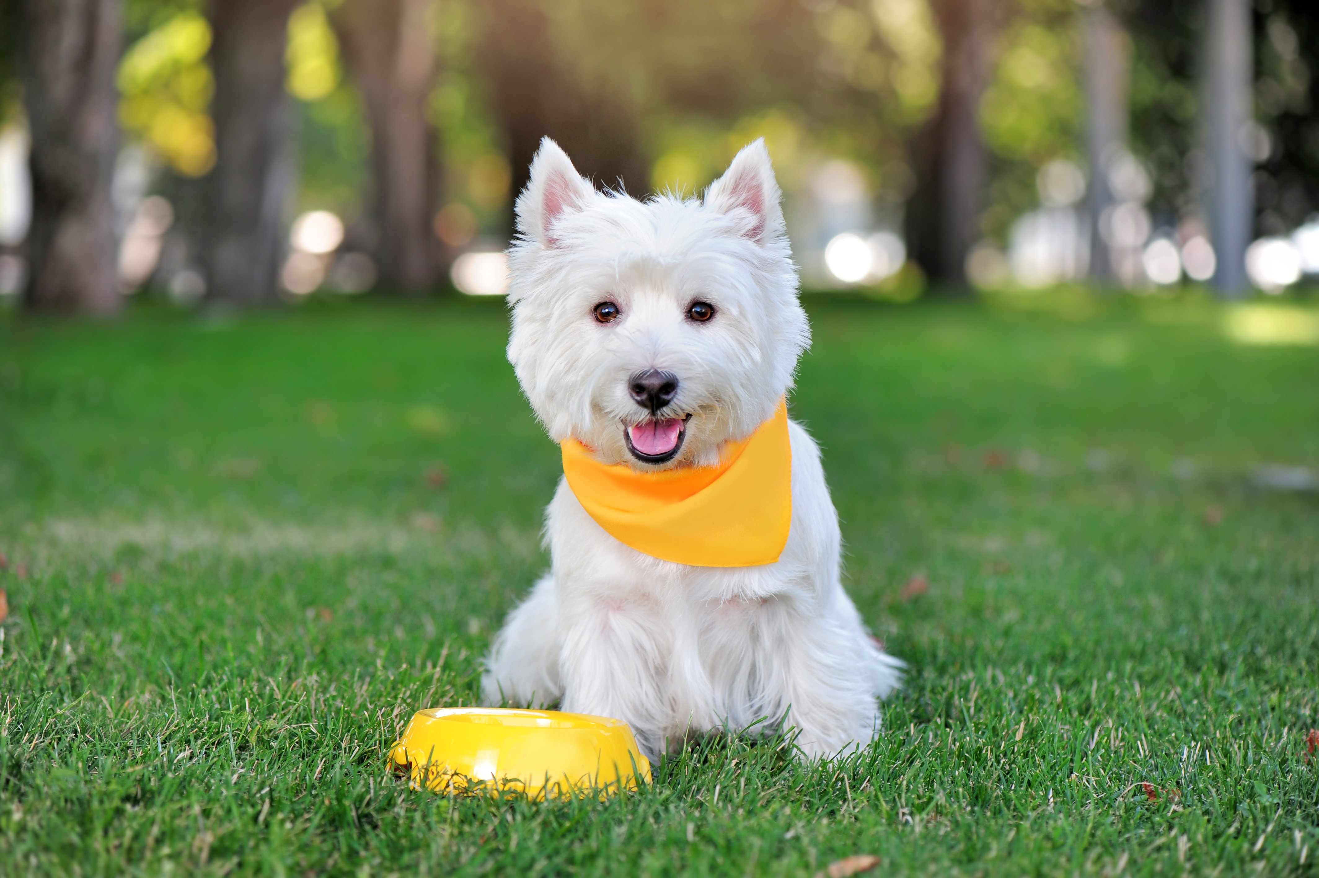 A small-breed West Highland White Terrier