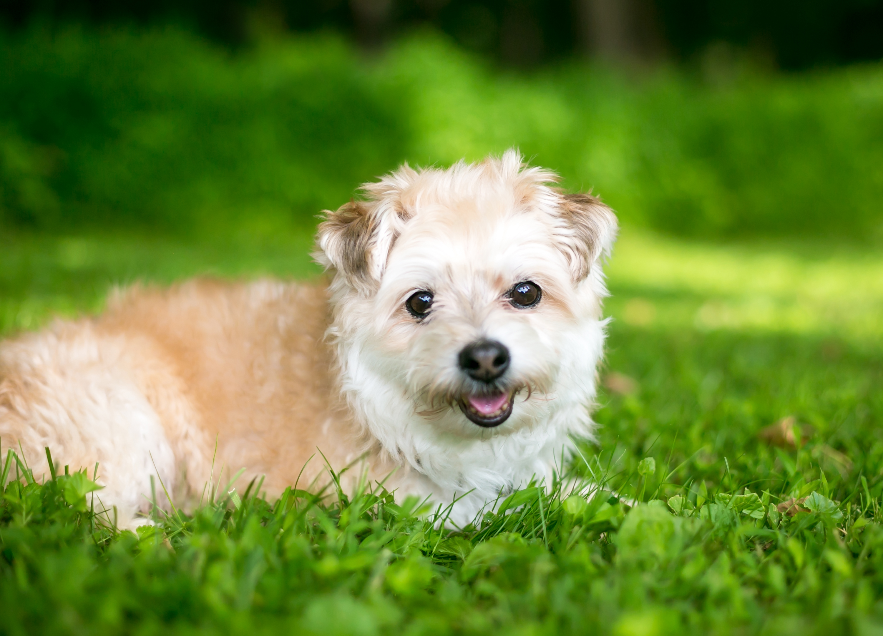 A dog waiting to be fed its dry food