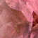 Variant Pink Tourmaline