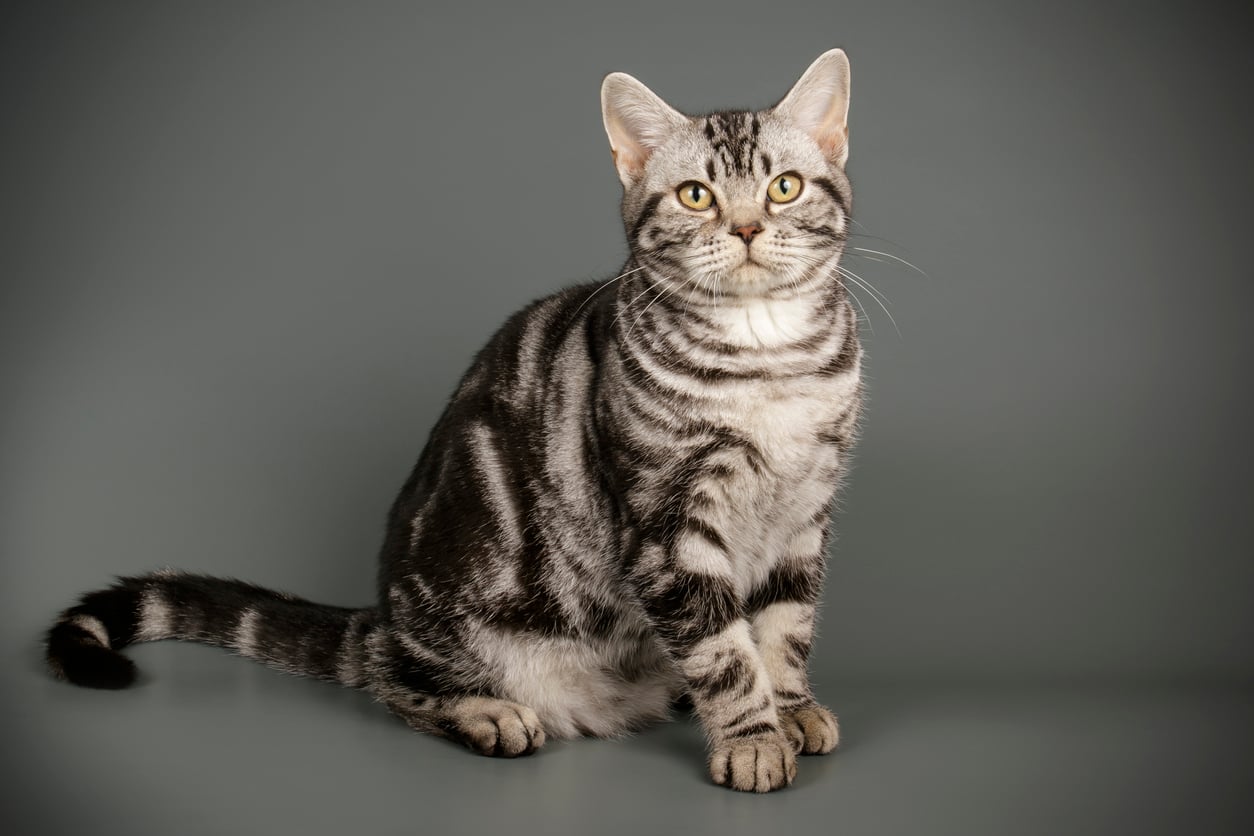 An American Shorthair cat