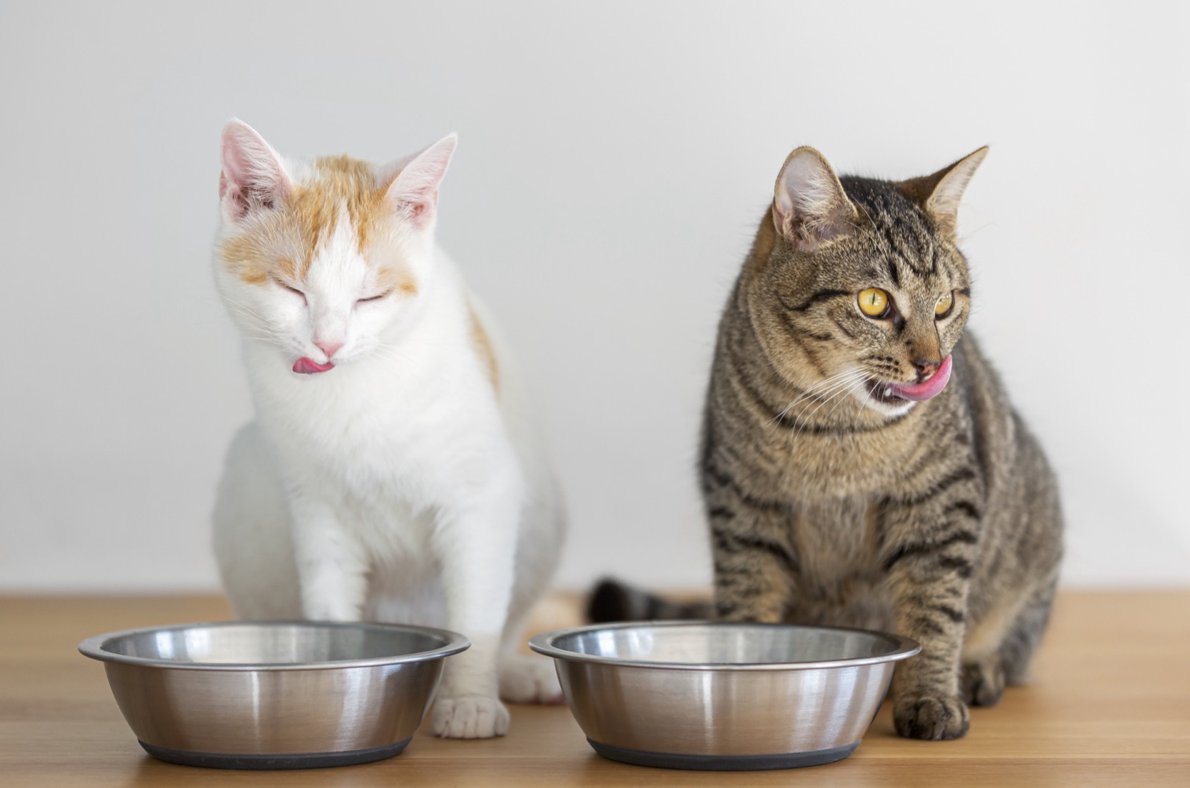 A domestic shorthair cat