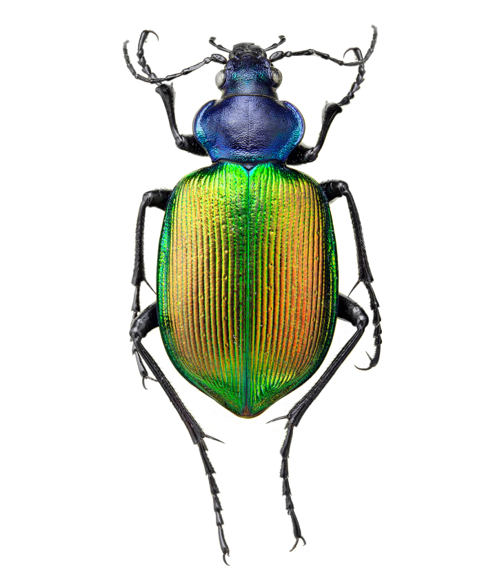 THE UNSEEN BEAUTY COLOUR ALCHEMY SCARAB