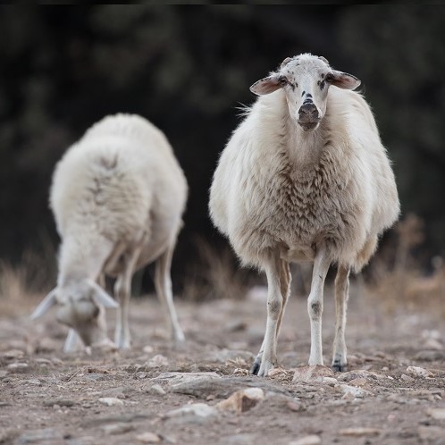 Schafe griechisches joghurt