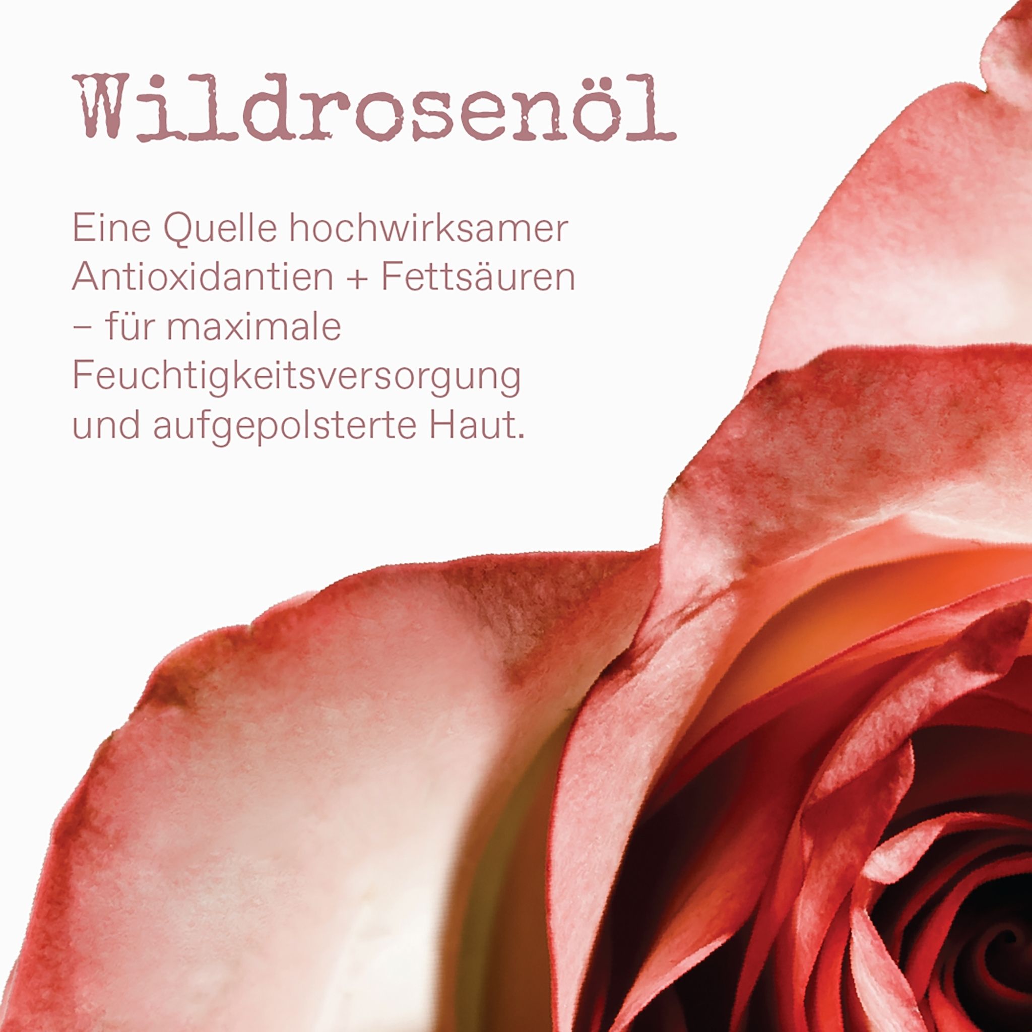 Apothecary Wild Rose Vitamin C Booster Thumbnail 3