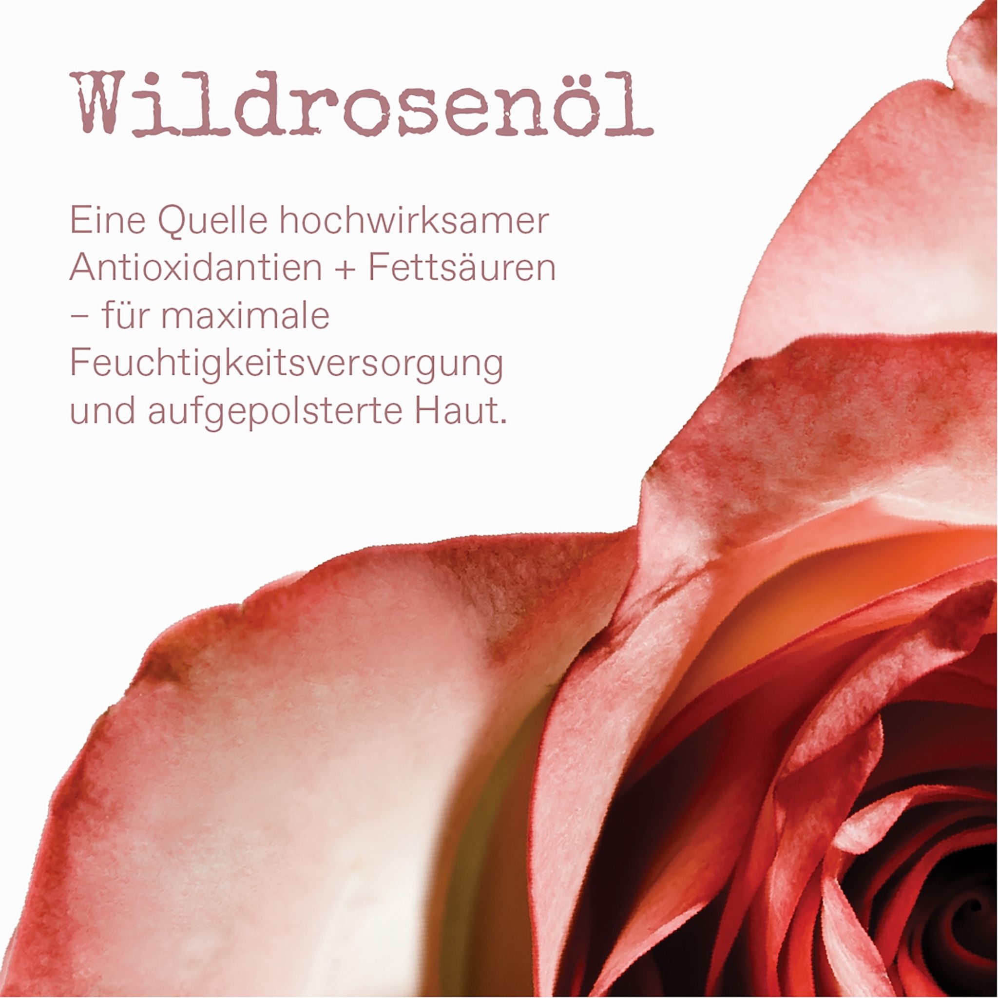Apothecary Wild Rose Tagescreme Thumbnail 3