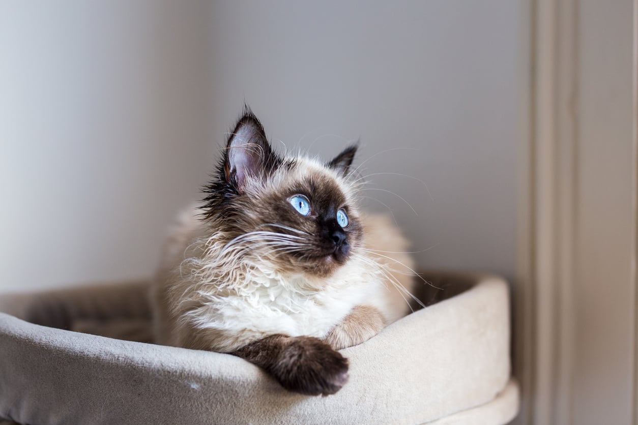 A Birman cat